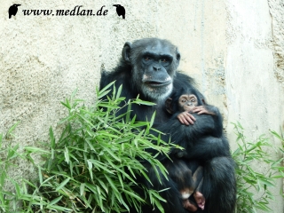 Zoo Leipzig: Schimpanse